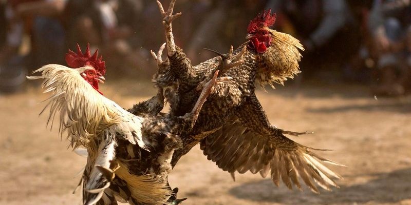 Những thông tin giới thiệu chung về chuyên mục đá gà VE88
